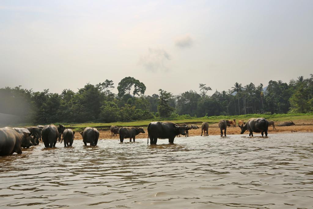 Mutiara Taman Negara Hotel Kuala Tahan Buitenkant foto