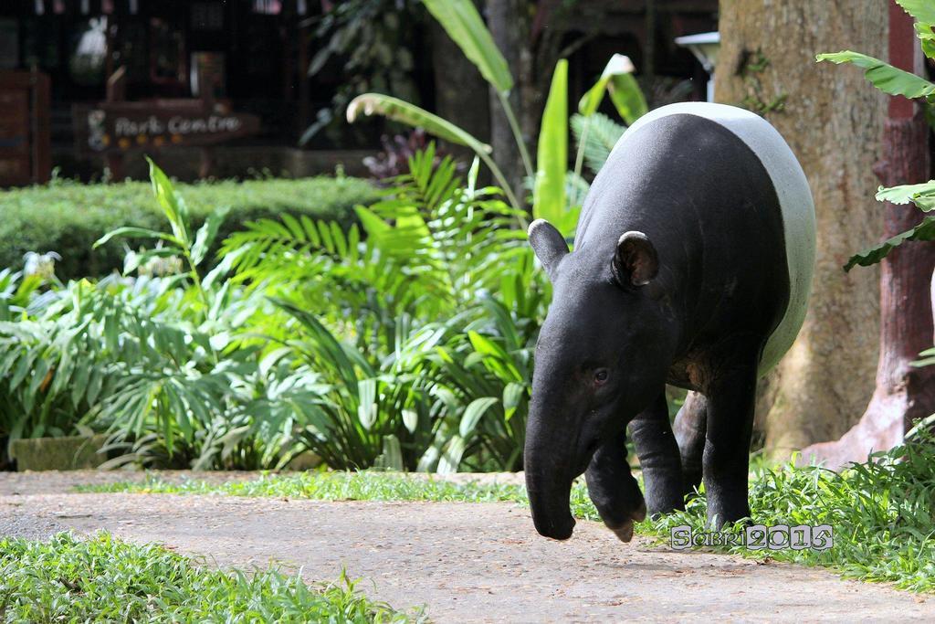 Mutiara Taman Negara Hotel Kuala Tahan Buitenkant foto